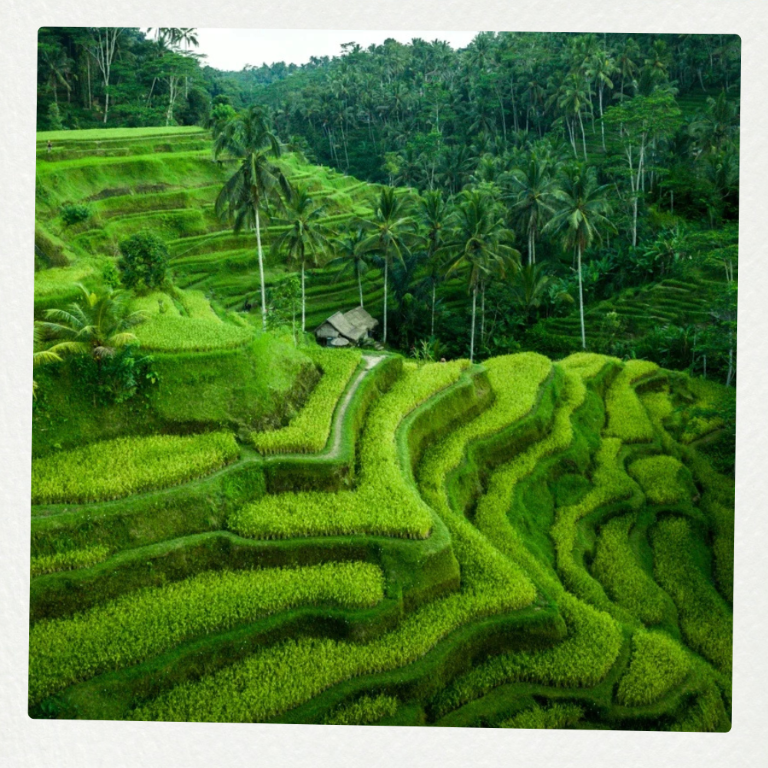 Tegal Alang Rice Field, Ubud